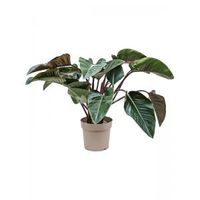 Philodendron Red Beauty 90 cm kamerplant - thumbnail