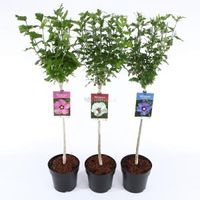 Hibiscus syriacus Mix op stam - Stam 60 cm - 9 stuks - thumbnail