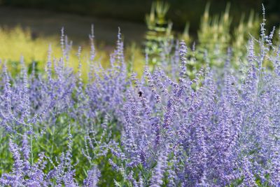 Reuzenlavendel