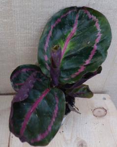 Calathea Surprise Star Pauwenplant groot blad met roze 30 cm - Warentuin natuurlijk