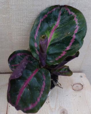 Calathea Surprise Star Pauwenplant groot blad met roze 30 cm - Warentuin natuurlijk