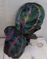 Calathea Surprise Star Pauwenplant groot blad met roze 30 cm - Warentuin natuurlijk