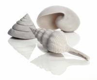 Schelp set 3 wit - Biorb