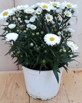 3 stuks! Herfstaster wit - Warentuin natuurlijk
