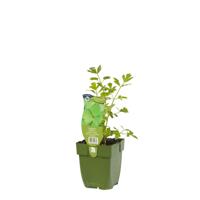 Maggiplant Levisticum officinale Griffioen - Griffioen