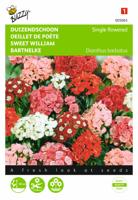 Dianthus barbatus Enkelbl. Gemengd - Buzzy