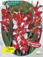Zomer Bloembollen Gladiolus Zizanie per 25 Baltus - Baltus