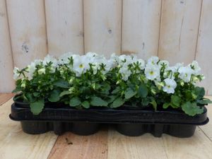 Bosviolen Wit 12 stuks - Warentuin Natuurlijk