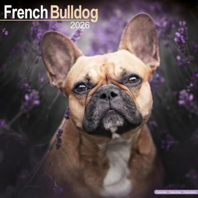 Franse Bulldog Kalender 2026