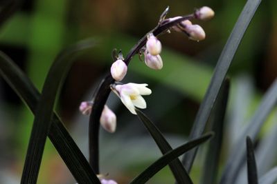 Slangenbaard, Zwart gras