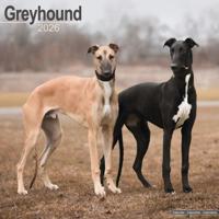 Greyhound Kalender 2026