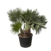 Chamaerops Humilis compact - 120cm - ø80