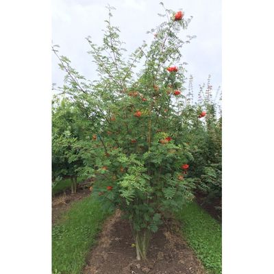 Sorbus Aucuparia - meerstammig