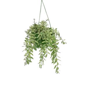 Aeschynanthus Bolero Bicolore P 18 cm