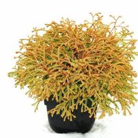 Westerse levensboom (Thuja occidentalis "Golden Tuffet") conifeer - thumbnail