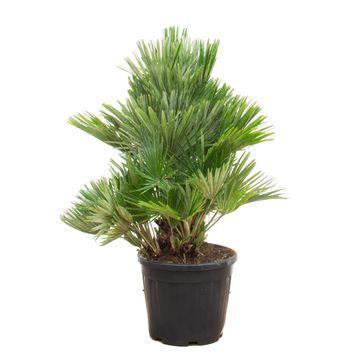 Chamaerops Humilis Vulcano compact - 100cm