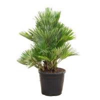 Chamaerops Humilis Vulcano compact - 100cm