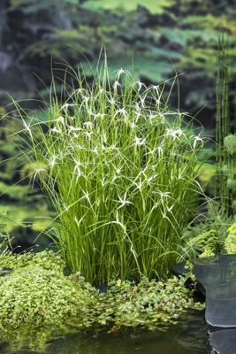 Star Grass / Dichromena colorata