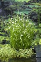 Star Grass / Dichromena colorata