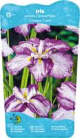 Japanese Iris / Iris Ensata Dinner plate Cheese Cake