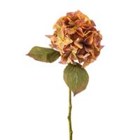 Hydrangea