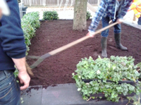 Plantenmat vasteplanten Euonymus Kardinaalsmuts prijs per 1m2 cm Covergreen - Covergreen