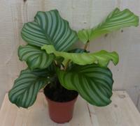 Calathea Orbifolia Pauwenplant groen blad gestreept 30 cm - Warentuin natuurlijk