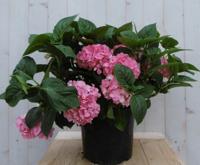 Hortensia Hydrangea roze groot 80 cm - Warentuin natuurlijk