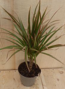 Drakenbloedboom Dracaena Marginata Smal Blad Roze 30 cm - Warentuin Natuurlijk