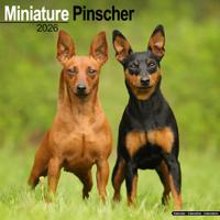 Miniatuur Pinscher Kalender 2026