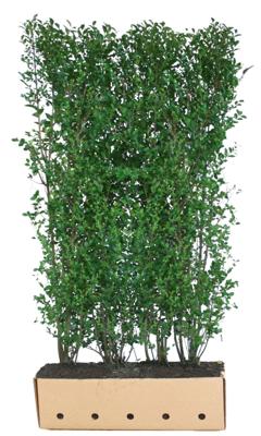 Ligustrum ovalifolium 200 cm - Quickhedge