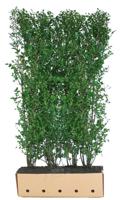 Ligustrum ovalifolium 200 cm - Quickhedge