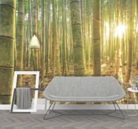 Zen ruimte fotobehang bamboe bomen in bos Zen ruimte fotobehang bamboe bomen in bos