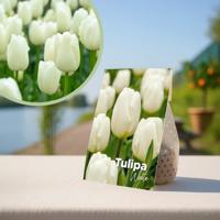 Witte tulpenbollen - 20 stuks Witte tulpenbollen - 20 stuks