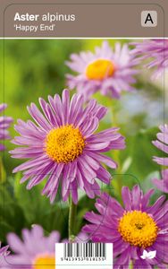 Vips Aster alpinus Happy End - Alpenaster