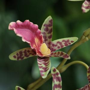 Dendrobium Kunst Orchidee 92cm Groen