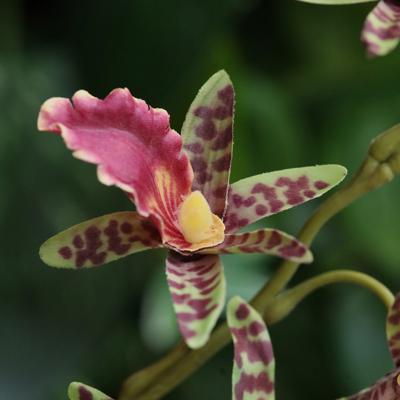 Dendrobium Kunst Orchidee 92cm Groen