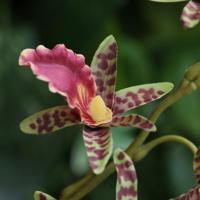 Dendrobium Kunst Orchidee 92cm Groen