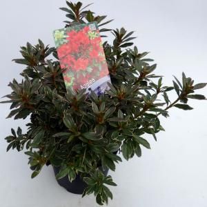 Rododendron (Rhododendron Japonica "Hotshot Variegata") heester - 30-35 cm - 1 stuks