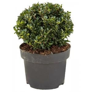 Buxus vervanger Ilex Crenata Dark Green Bol S 45 cm tuinplant