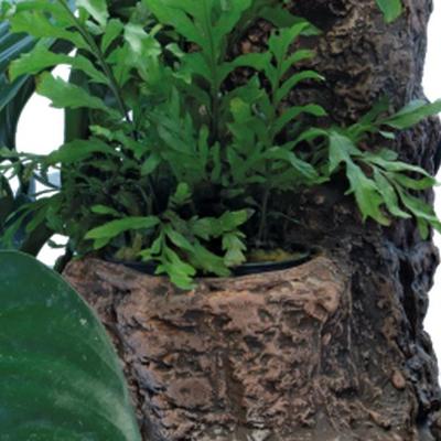 Sf scapers floating planty l - Superfish