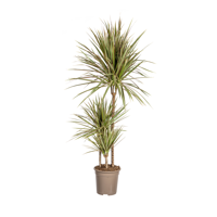 Dracaena Marginata Bicolor Ø21cm - ↕110 - 130cm - thumbnail