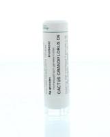 Homeoden Heel Cactus grandiflorus D6 6 Gram