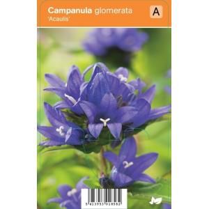 Klokjesbloem (campanula glomerata "Acaulis") zomerbloeier - 12 stuks