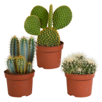 Cactus mix 10.5 cm - 3x - 12cm zonder pot Cactus mix 10.5 cm - 3x - 12cm zonder pot