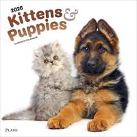 Kittens and Puppies Kalender 2026