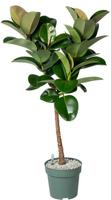 Ficus Makana - Sofia (Op Stam) Potmaat 27 H120-130 kamerplant Beautanic Lifestyle - Beautanic lifestyle