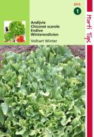Zaden Andijvie Breedblad Volhart Winter Hortitops - Hortitops