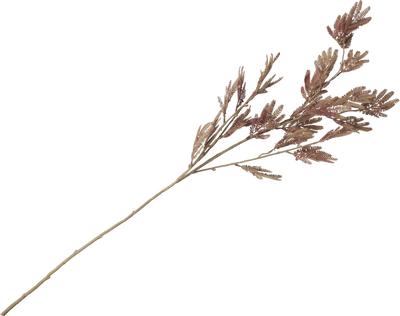 Siertak Mimosa leaf spray
