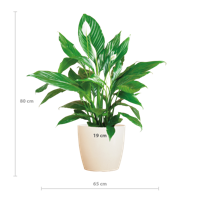 Spathiphyllum met Viber wit - 80cm - Ø21 Spathiphyllum met Viber wit - 80cm - Ø21